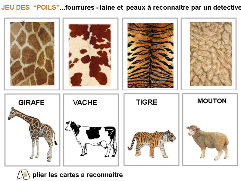 images animaux